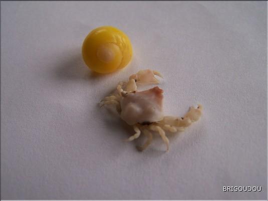 Ebalia Tumefacta 002.jpg