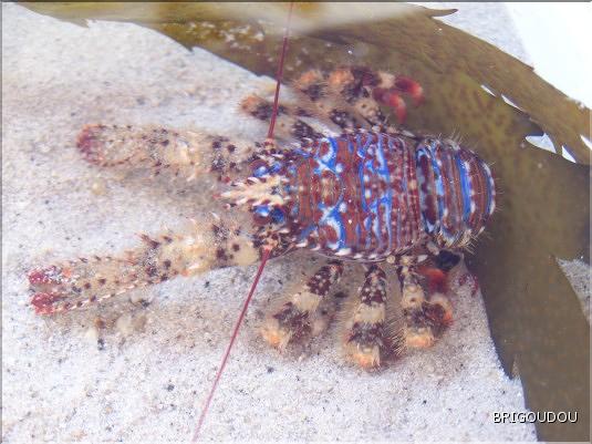 Galath&eacute;e - Galathea strigosa.jpg