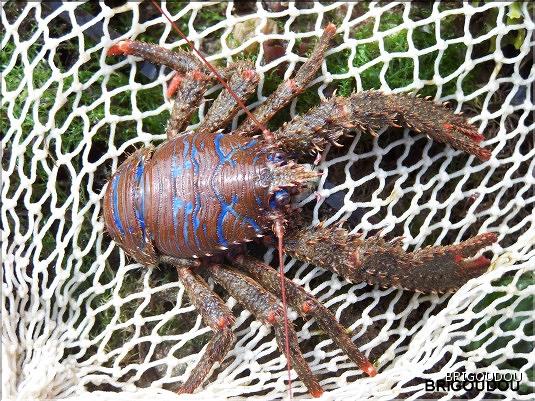 Galath&eacute;e stri&eacute;e - Galathea strigosa-1.jpg