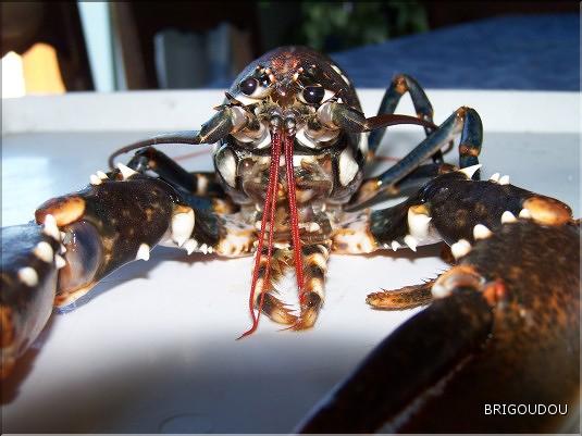 Homard bleu  -  2.JPG
