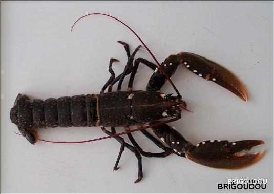 Homard bleu - 1.jpg