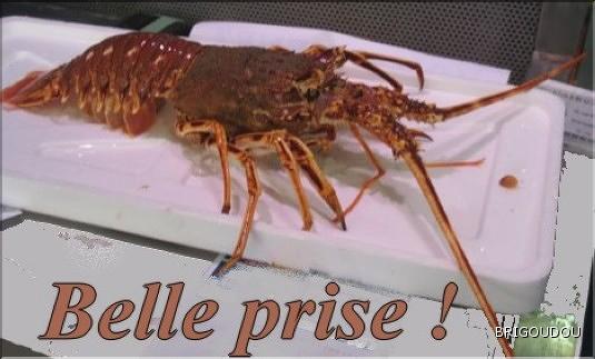 Langouste.jpg