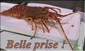 Langouste.jpg
