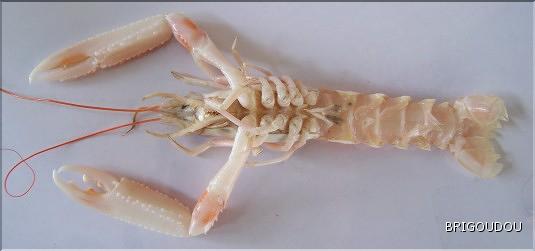Langoustine - 2.jpg