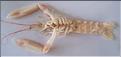 Langoustine - 2.jpg