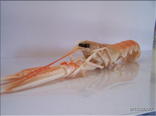 Langoustine - 3.jpg