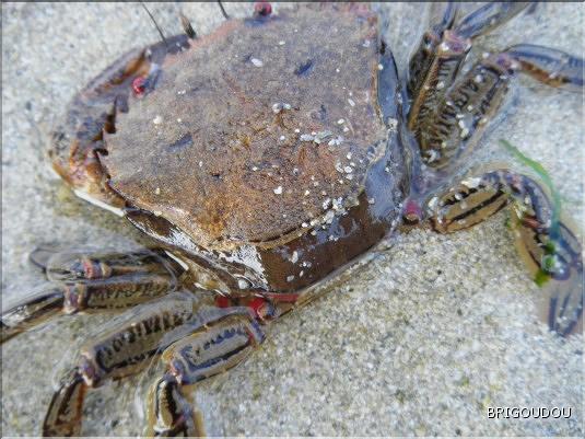 Mue d'une &eacute;trille.JPG