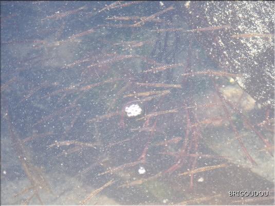 Mycidac&eacute;s  - 1.JPG