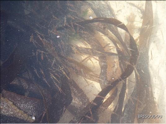 Mycidac&eacute;s - 2.JPG