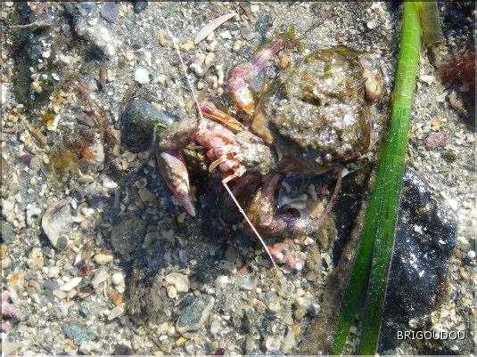 Pagurus bernhardus - 1.JPG