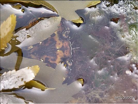 Trouvez le crabe .JPG